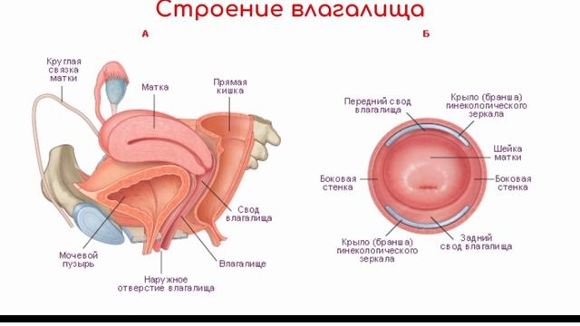 Бесплатно Про Целок