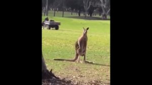 ДЖАВИД - ЛУЧШИЕ ВАЙНЫ, ПРИКОЛЫ И ОЗВУЧКИ