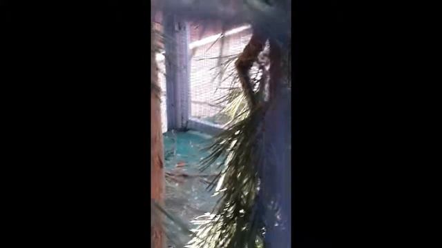 Что делает эта забавная Белка? смотреть онлайн