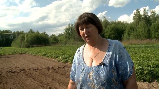 Как вырастить картофель без крахмала смотреть онлайн