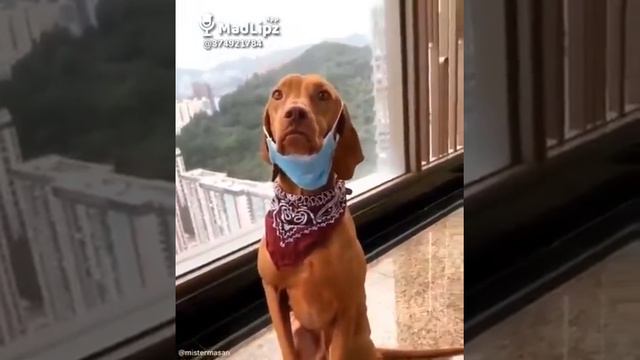 Собаки надевают маски тоже