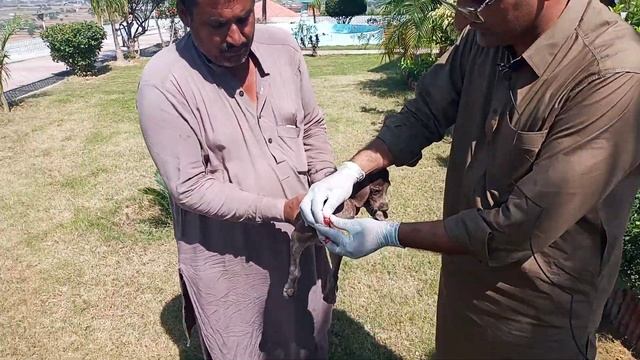 dog operation tail docking part one смотреть онлайн