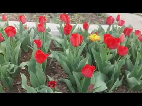 Экскурсия в весенний сад «Тюльпан» смотреть онлайн