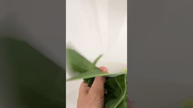 ASMR Anthurium Warocqueanum queen after pruning смотреть онлайн