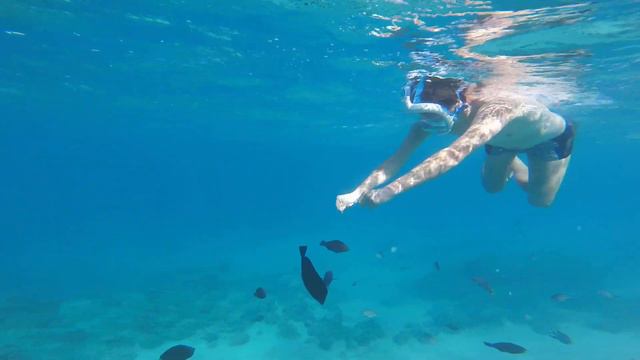 Заплыв1 от берега к рифу Красное море смотреть онлайн