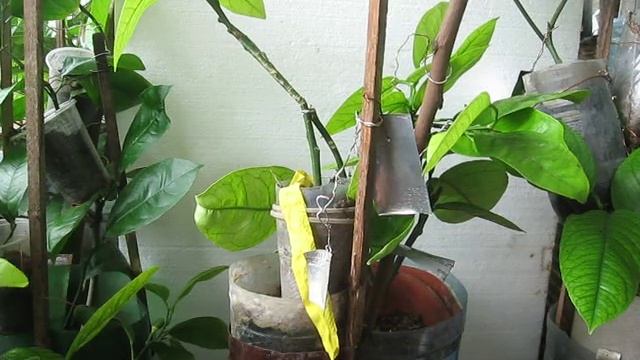 СЕКРЕТЫ ЦИТРУСОВОЙ АБЛАКТИРОВКИ смотреть онлайн