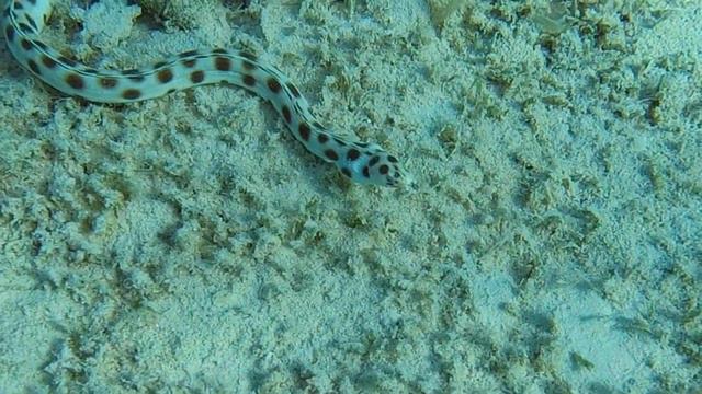 Тигровый острохвостый угорь / Tiger snake eel в бухте Sahl Hasheesh. Красное море. Египет. смотреть онлайн