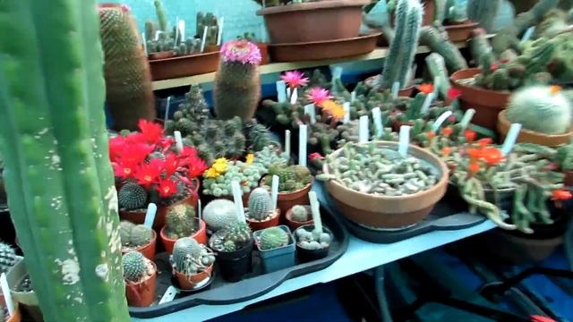 My Gymnocalycium ragonesei x baldianum Cactus Plant in Flower - Chin Cactus смотреть онлайн