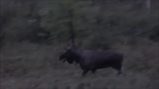 Лось на реву 2016 смотреть онлайн