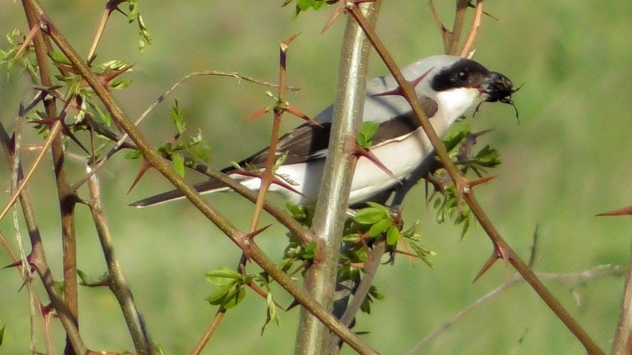 Чернолобый Сорокопут разделывает жука / Lesser Grey Shrike / Averla cenerina смотреть онлайн