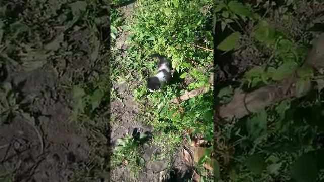 Котенок британской кошки как маленький тигр изучает окрестности смотреть онлайн