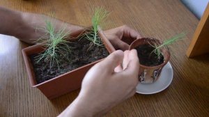 Ростки Сосны Бонсай через 4 месяца