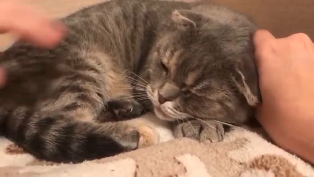 Моя кошечка Сима.