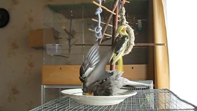 Купание корелла.. смотреть онлайн