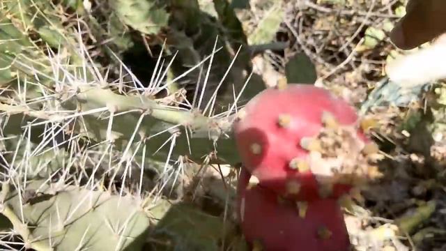 Cactus fruit gujrat смотреть онлайн