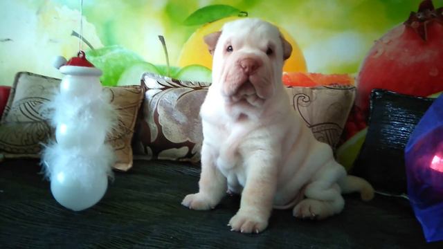 МАЛЬЧИК-КРЕМОВЫЙ ДЕЛЬЮТ январь 2019г ПРОДАЖА смотреть онлайн