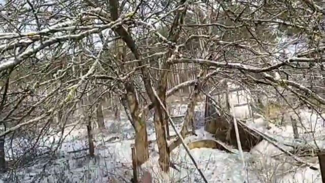 две яблони растущие рядом смотреть онлайн