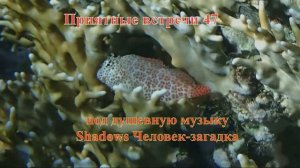 Приятные встречи 47 под Собачка Экзаллия короткая игривая музыку The Shadows Человек загадка (1) (1)