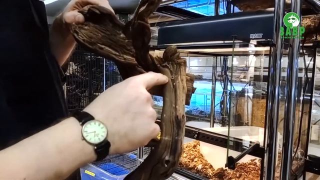 Лайфхак для террариума, складные коряги смотреть онлайн