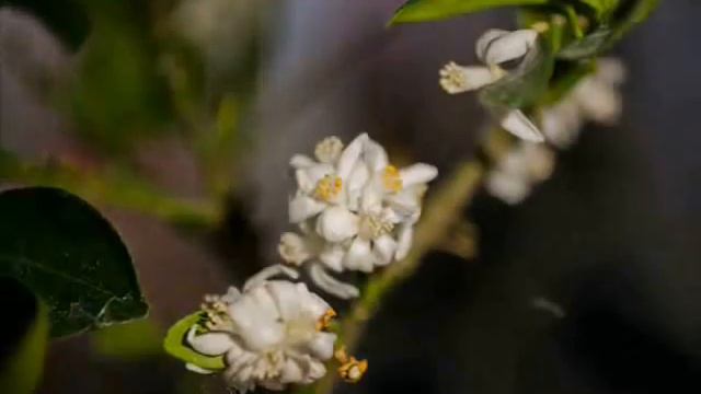 Цветочный таймлепс смотреть онлайн