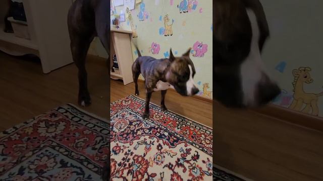 Испугались???🤔 #амстафф #рек #рекомендации #приколы #собака #собакадругчеловека смотреть онлайн