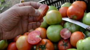 Томат Чёрная гроздь   дегустация