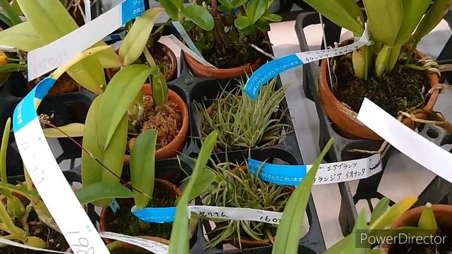 Выездная теплица с орхидеями 2. 村上園芸。 смотреть онлайн