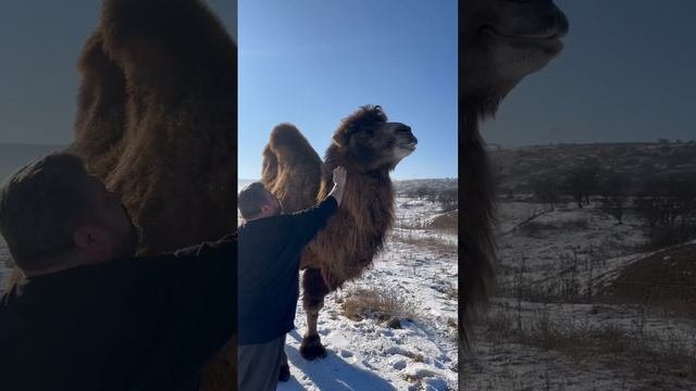 Шурик встретил в горах Верблюда! Радости ?? смотреть онлайн
