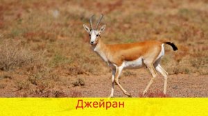 Красная книга России