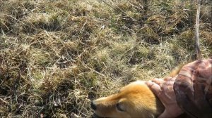 Карело финской лайки, дрессировка