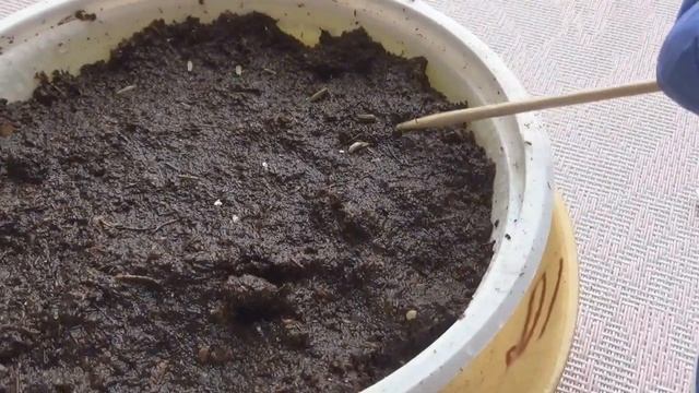 НИВЯНИК НАИБОЛЬШИЙ"СЕРЕБРЯНАЯ ПРИНЦЕССА"//МНОГОЛЕТНИК//посев,уход смотреть онлайн