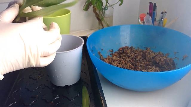 Repotting Wednesday - Paphiopedilum Angel Hair