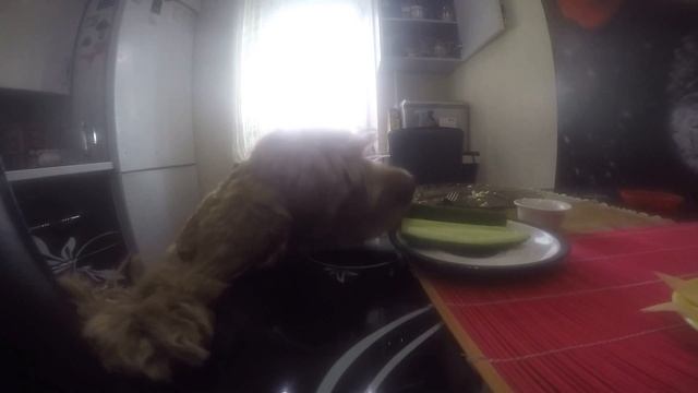 американский кокер-спаниель ворует огурцы смотреть онлайн