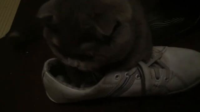 Кот Шрёдингера. Не узнаешь пока не заглянешь. смотреть онлайн