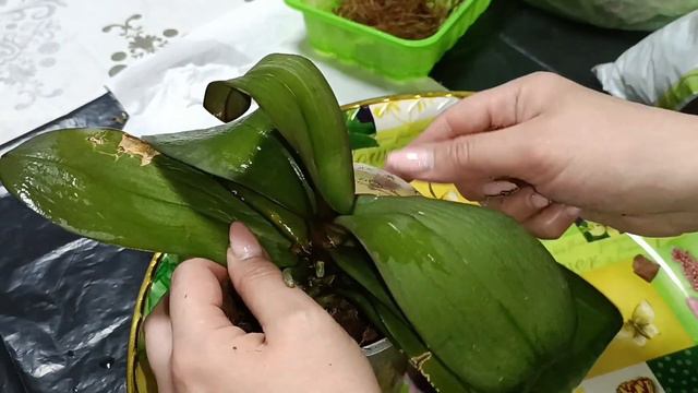 Посадка ослабленной орхидеи в стимулирующий грунт🍃 смотреть онлайн