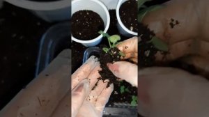 ВИОЛА?Пикировка/Пересадка/Перевалка Виолы (Анютины Глазки)?