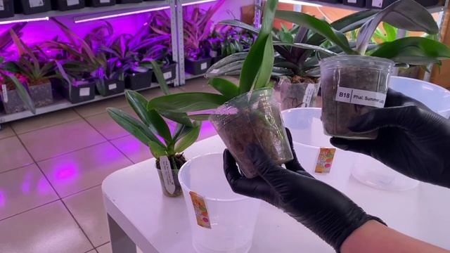Как и какой горшок выбрать для Орхидеи? Обзор на самые популярные горшки для Орхидей «АРТЕ» смотреть онлайн