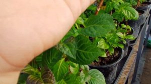 Обрезка крупнолистных гортензий весной, нужна-ли.