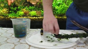 Как подстричь мох в аквариуме, как прикрепить мох к коряге