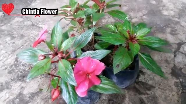 Tanaman Bunga Impatiens Hawkeri Pink