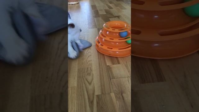 Из жизни питомника бирманских кошек Le Diamant Bleu смотреть онлайн