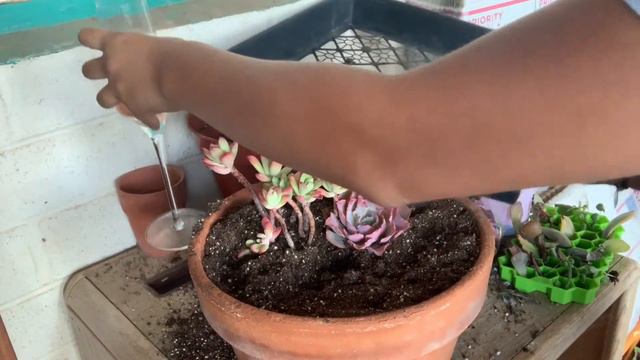 On Wednesday's We Plant Pink / plant and Drink episode 1 смотреть онлайн