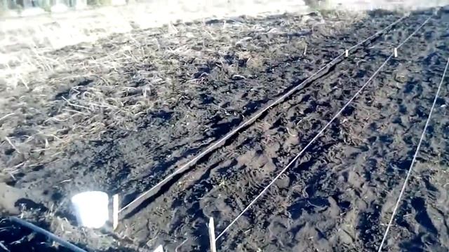 Как мы сеем МОРКОВЬ в Кубеинке (30 04 18) смотреть онлайн