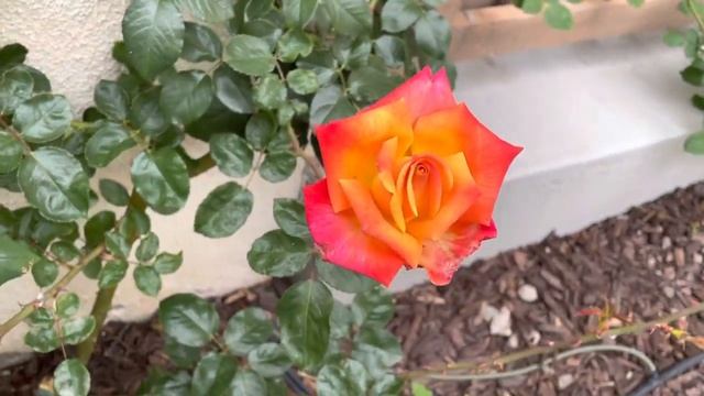 Rio Samba Rose Bloom смотреть онлайн
