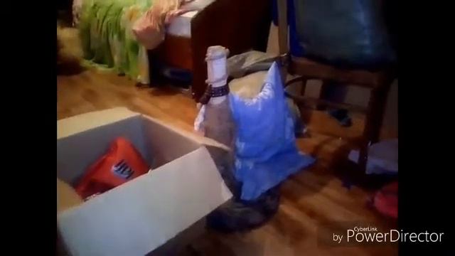 Конкур собаки моей подруги. смотреть онлайн