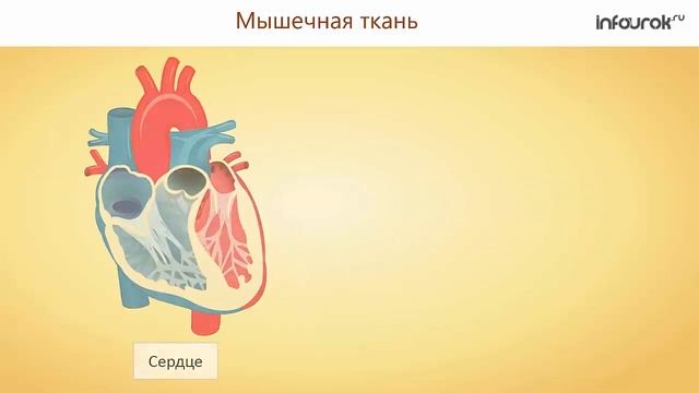 Ткани. Эпителиальные, соединительные, мышечные, нервная ткани. | Биология 8 класс #8 | Инфоурок смотреть онлайн