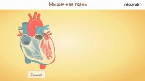 Ткани. Эпителиальные, соединительные, мышечные, нервная ткани. | Биология 8 класс #8 | Инфоурок