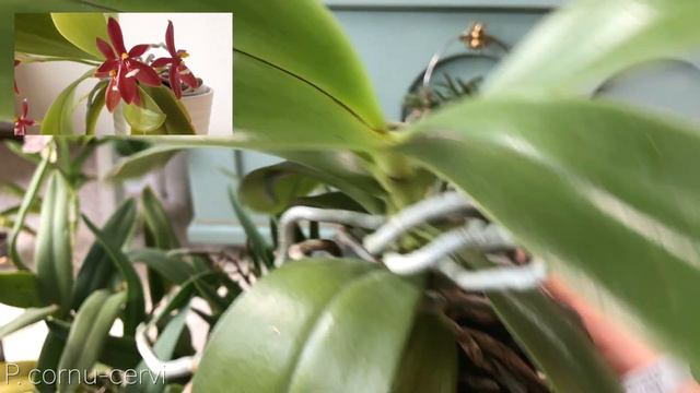 When to Repot Orchids - Pt. 2 - Cattleya, Phalaenopsis, Vandaceous Orchids смотреть онлайн