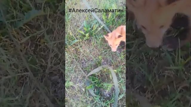 Дрессировка собак. Дрессировка Лисы смотреть онлайн