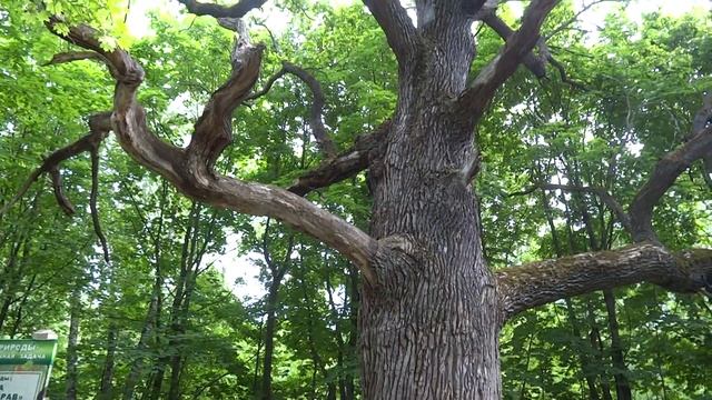 Самый большой, старый Дуб Чувашия (моргаушский район) смотреть онлайн